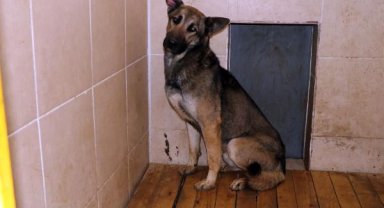 Emir Mete'nin ölümüne neden olan köpek bir daha sahiplendirilmeyecek