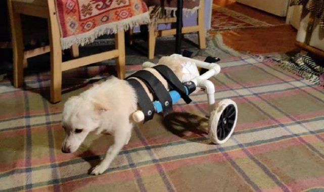 Engelli köpeğe, plastik su borularından yürüteç yaptı
