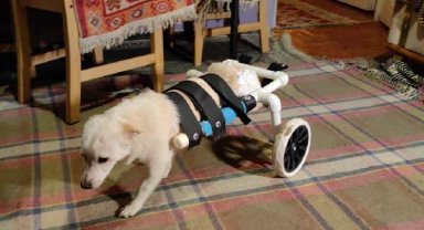 Engelli köpeğe, plastik su borularından yürüteç yaptı