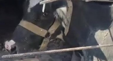 Enkaz altındaki inek, 17'nci günde canlı olarak çıkarıldı