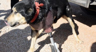 Enkazda altında patisini kaybeden köpeğe protez takıldı
