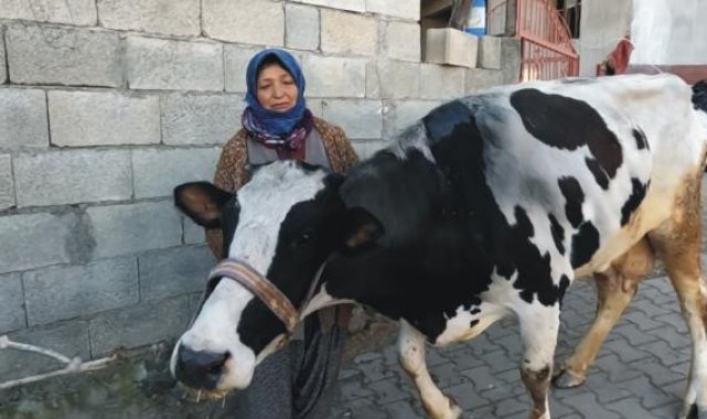 Enkazdan çıkartılan 3 inek, Emekli Hayvanlar Çiftliği'nde tedaviye alındı