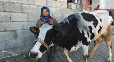 Enkazdan çıkartılan 3 inek, Emekli Hayvanlar Çiftliği'nde tedaviye alındı
