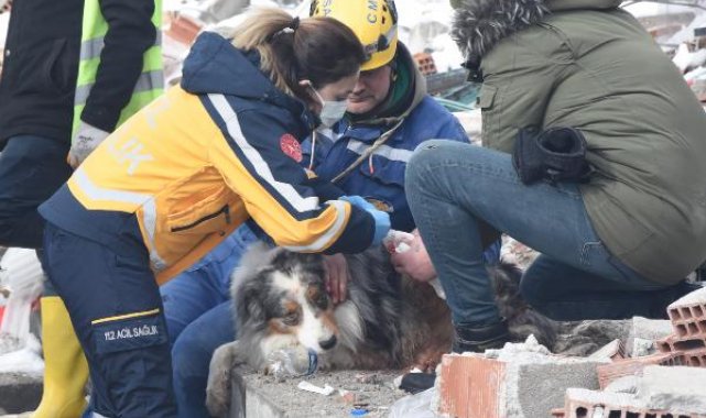 Fransız ekibin çalışmalarda yaralanan köpeği 'Leader'a sağlıkçı şefkati