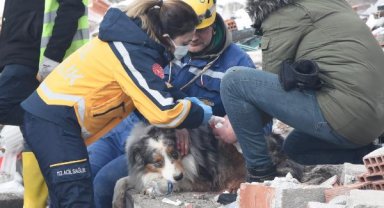 Fransız ekibin çalışmalarda yaralanan köpeği 'Leader'a sağlıkçı şefkati