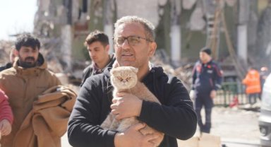 Galeria Sitesi'nde kurtarılan kedi sayısı 13'e çıktı