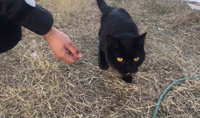 Gönüllüler, 164 saat sonra enkazdan bir kedi kurtardı