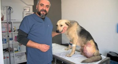 Hatay'da, enkazda tüfekle vurulmuş halde bulunan köpeğin bacağı ampute edildi