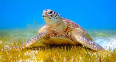 İnternette caretta caretta kabuğundan satılık tespih