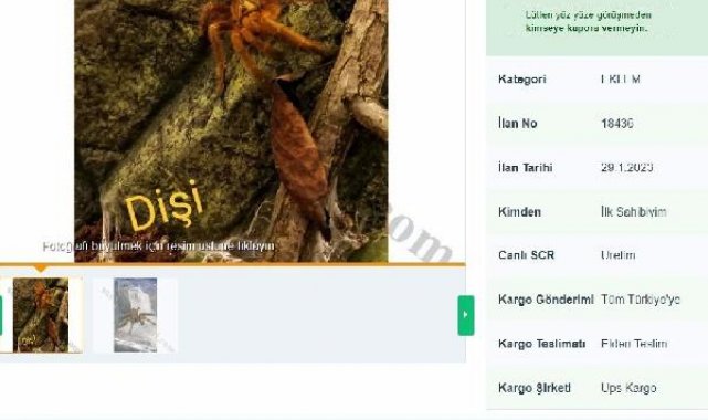 İnternetten tarantula satıyorlar; 26 bin 390 lira cezası var