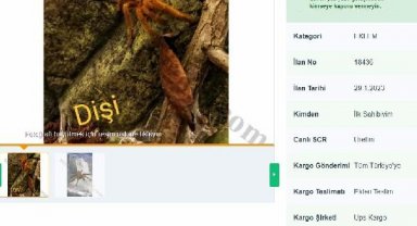 İnternetten tarantula satıyorlar; 26 bin 390 lira cezası var