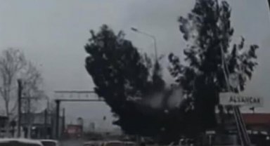 İzmir'de kuvvetli rüzgar; ağaç devrildi, 2 araç hasar gördü