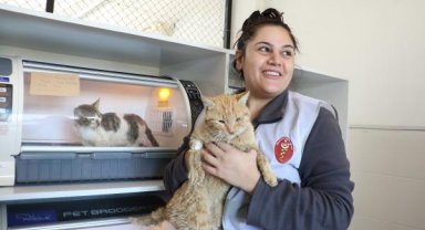 Kahramanmaraş'ta enkazdan kurtarılan 400 kedi ve köpek tedavi edildi