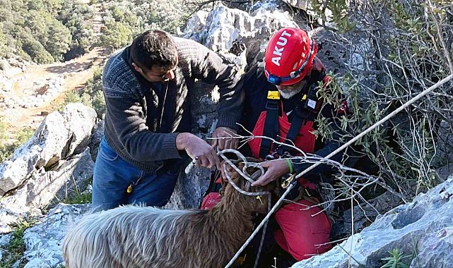 Kayalıklarda mahsur kalan keçileri AKUT kurtardı