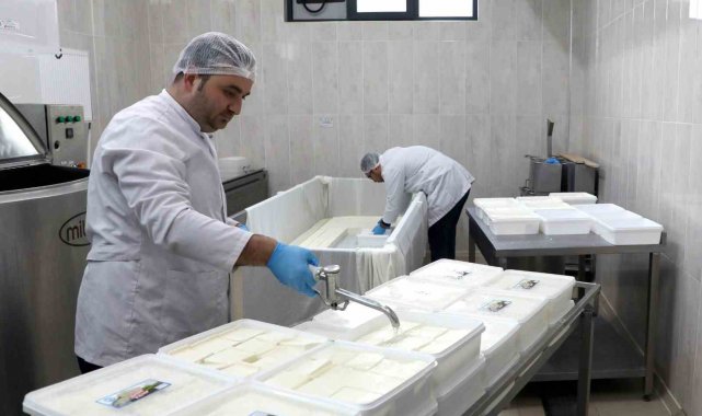 KAYÜ bağışçılardan temin ettiği sütü peynir yaparak depremzedelere gönderdi