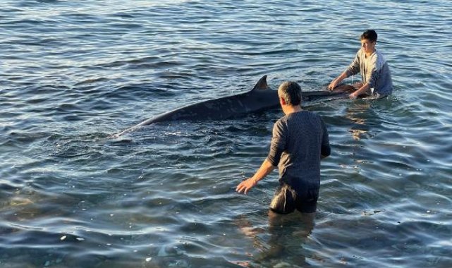 Kıyıya vuran yunus, depremzede aile sayesinde kurtarıldı