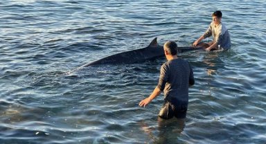 Kıyıya vuran yunus, depremzede aile sayesinde kurtarıldı