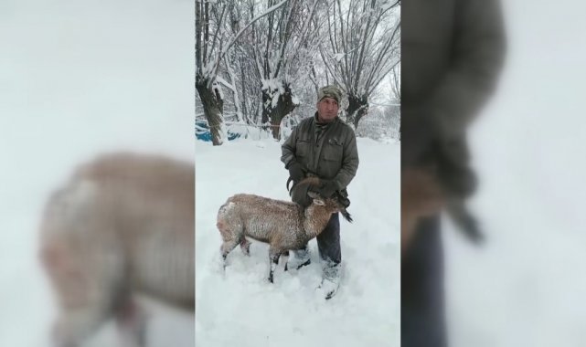 Köpeklerin saldırısına uğrayan dağ keçisini muhtar kurtardı