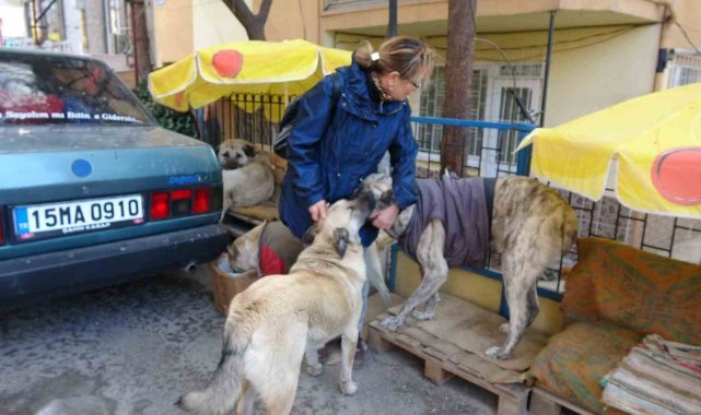 Kulübeleri kaldırılan sokak köpeklerini altlarına kilim serip yelek giydirerek soğuktan korudu