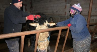 Kurbanlık boğalarını depremzedelere bağışladılar; yardım kampanyasının öncüsü oldular