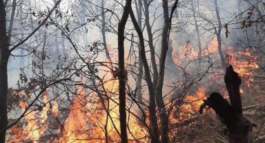 Manisa'da orman yangını; 5 dönüm alan zarar gördü