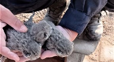 Osmaniye'de enkazda kalan 5 yavru kedi kurtarıldı