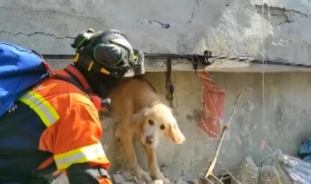 Portekiz'den gelen ekip Antakya'da bir köpeği kurtardı