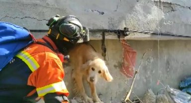 Portekiz'den gelen ekip Antakya'da bir köpeği kurtardı