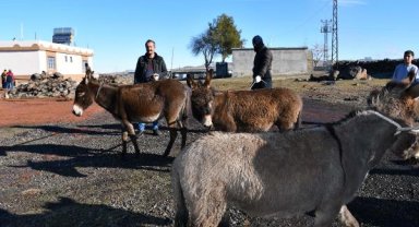 Şanlıurfa'da, başıboş eşekler soğuktan etkilenmemeleri için toplandı