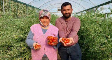 Silifke'de çeri domates, dalında 17 lira