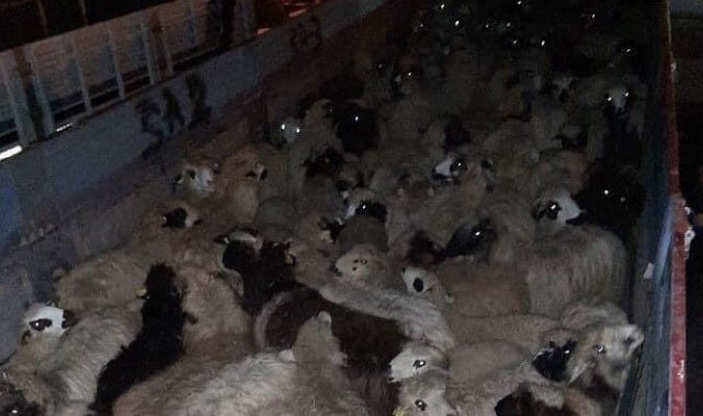 Taşovalılardan depremzedelere destek için hayvan bağışı