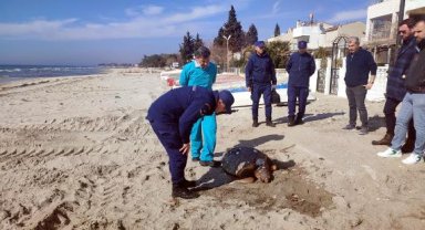 Tekirdağ sahilinde ölü caretta caretta bulundu