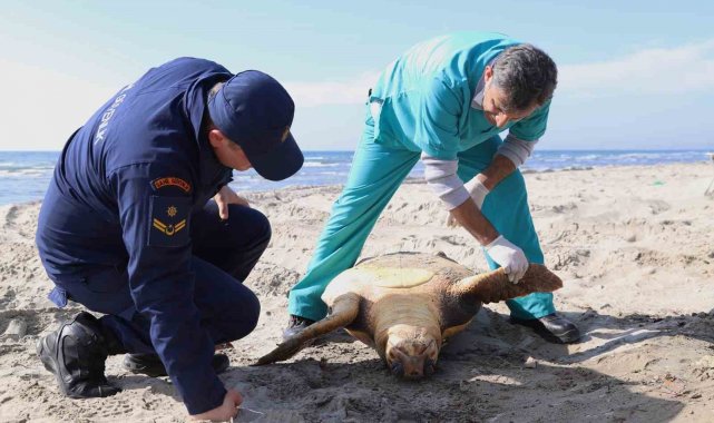 Tekirdağ sahilinde "caretta caretta" ölüsü bulundu