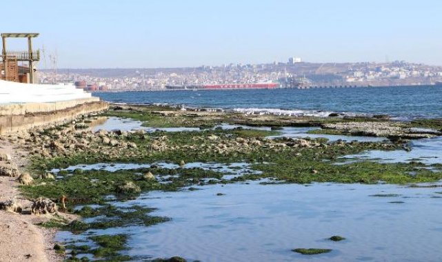 Tekirdağ'da deniz 25 metre çekildi; 'Kral Yolu' ortaya çıktı