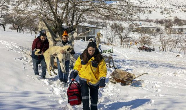 Van'dan giden ekip, Malatya'da enkazdan yaralı çıkan köpeğe müdahale etti