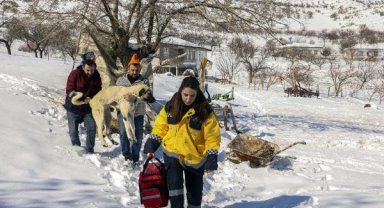 Van'dan giden ekip, Malatya'da enkazdan yaralı çıkan köpeğe müdahale etti