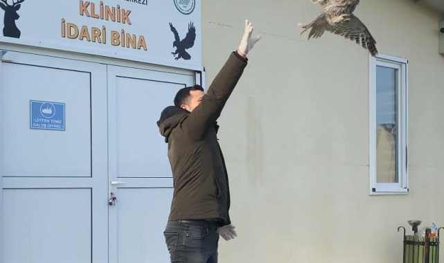 Yaralı halde bulunan baykuş, tedavisinin ardından doğaya salındı