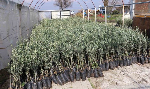 Zeytin üretim merkezi Aydın'da üreticilere zeytin fidanı dağıtılacak
