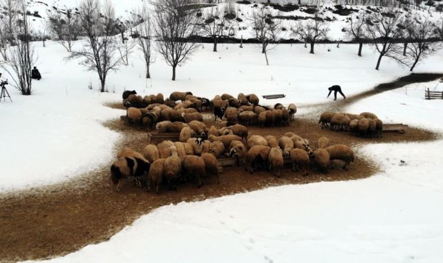 Zorlu kış şartlarında besicilerin 'kuzu' mesaisi
