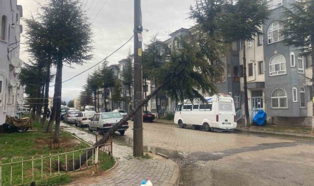 10 yıllık çam ağacı rüzgarın şiddetine dayanamayarak devrildi