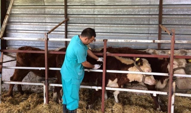 3 bin 255 hayvan aşılandı