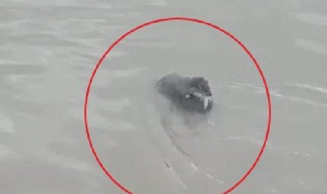 'Dicle'de beslenirken görüntülenen su samuru, bölgenin hala doğal özelliğini koruduğunu gösteriyor'