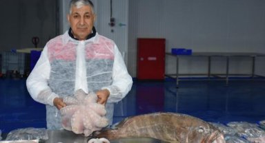 'Karadeniz ve Marmara kayıkları Ege Denizi'nde avlanıyor'