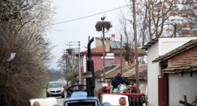 'Küresel ısınma leylekleri etkiledi; çoğu erken geldi, bazıları göçmedi'