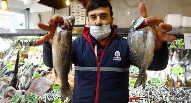 'Son 40 yılın en verimsiz hamsi sezonunu geçirdik'