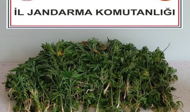Adana'da 106 kök kenevir bitkisi ele geçirildi