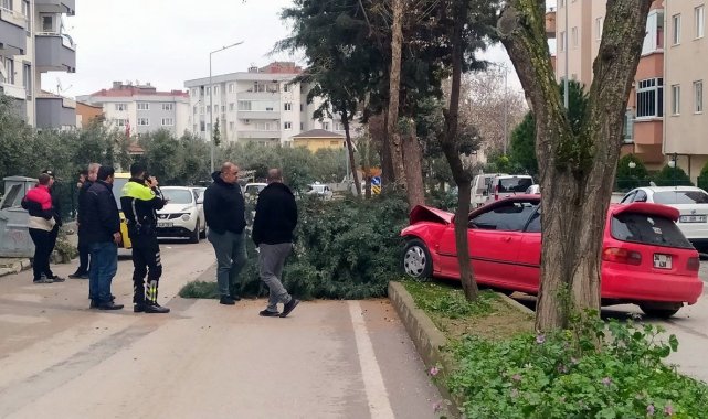 Alkollü sürücü ağacı devirerek durabildi