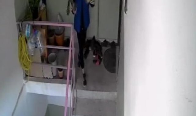 Ankara'da girdiği apartmandan ayakkabı çalan hırsız, kameralara yakalandı