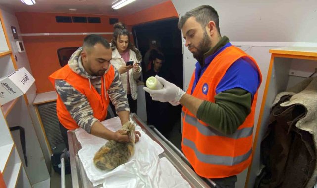 Antalya Büyükşehir Belediyesi veterinerleri Gaziantep'te
