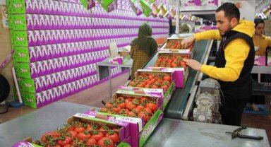 Antalya'da domates ihracatında hareketlilik başladı